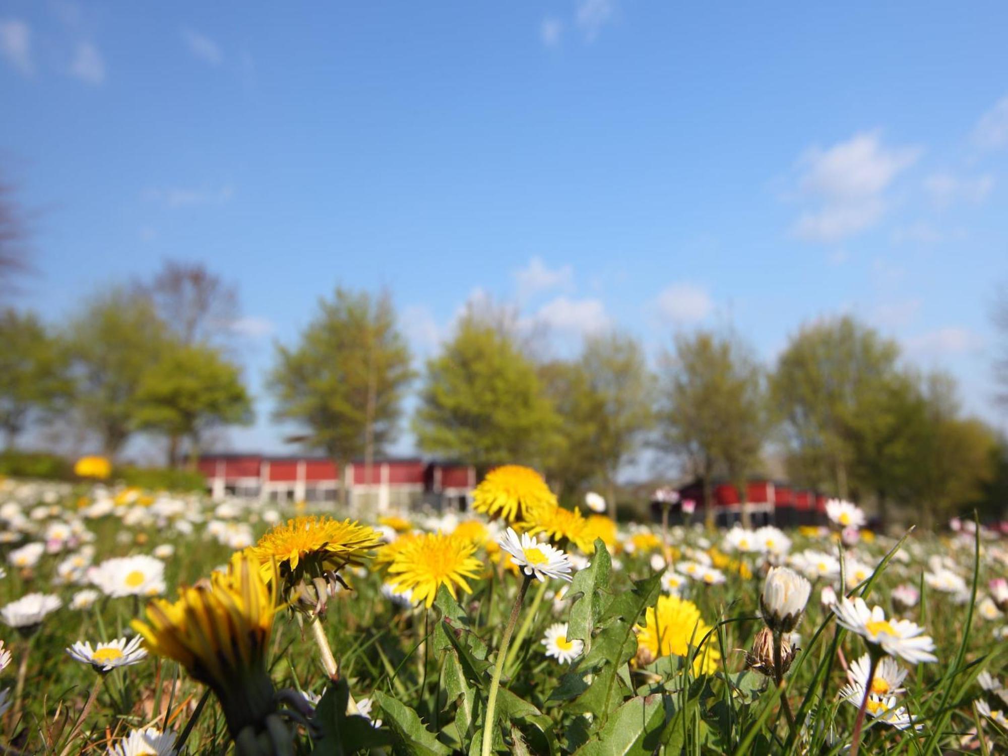 Nice Bungalow With Sauna And Bubble Bath, On A Holiday Park, 4 Km Valkenburg Villa Walem Buitenkant foto